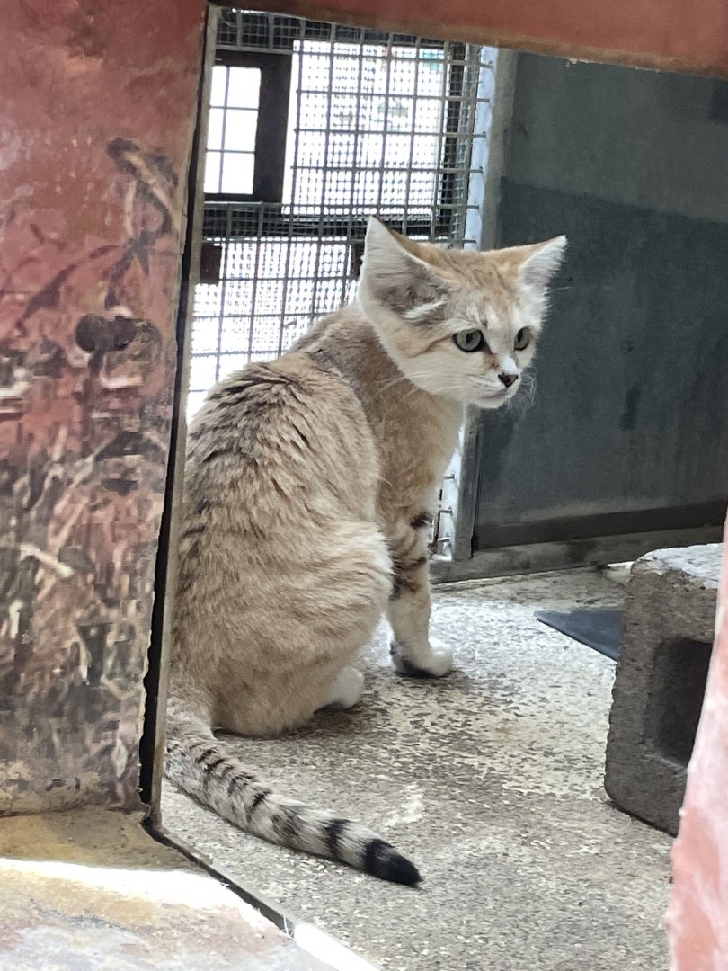 09/14/23 - Sand Cat (Felis margarita)