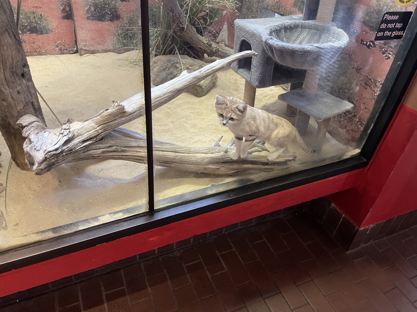 09/14/23 - Sand Cat (Felis margarita)