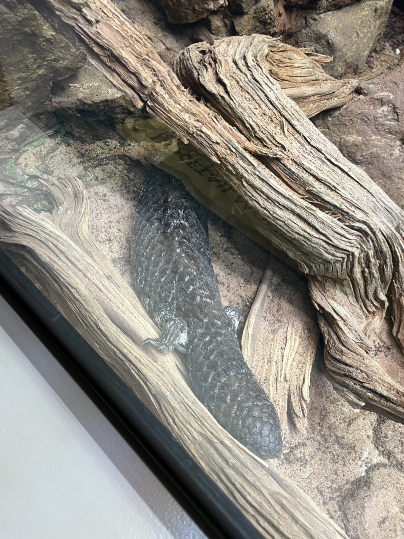 09/14/23 - Shingleback Skink (Tiliqua rugosa)