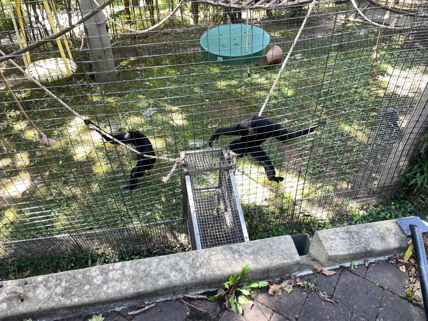 09/14/23 - Siamang (Symphalangus syndactylus)