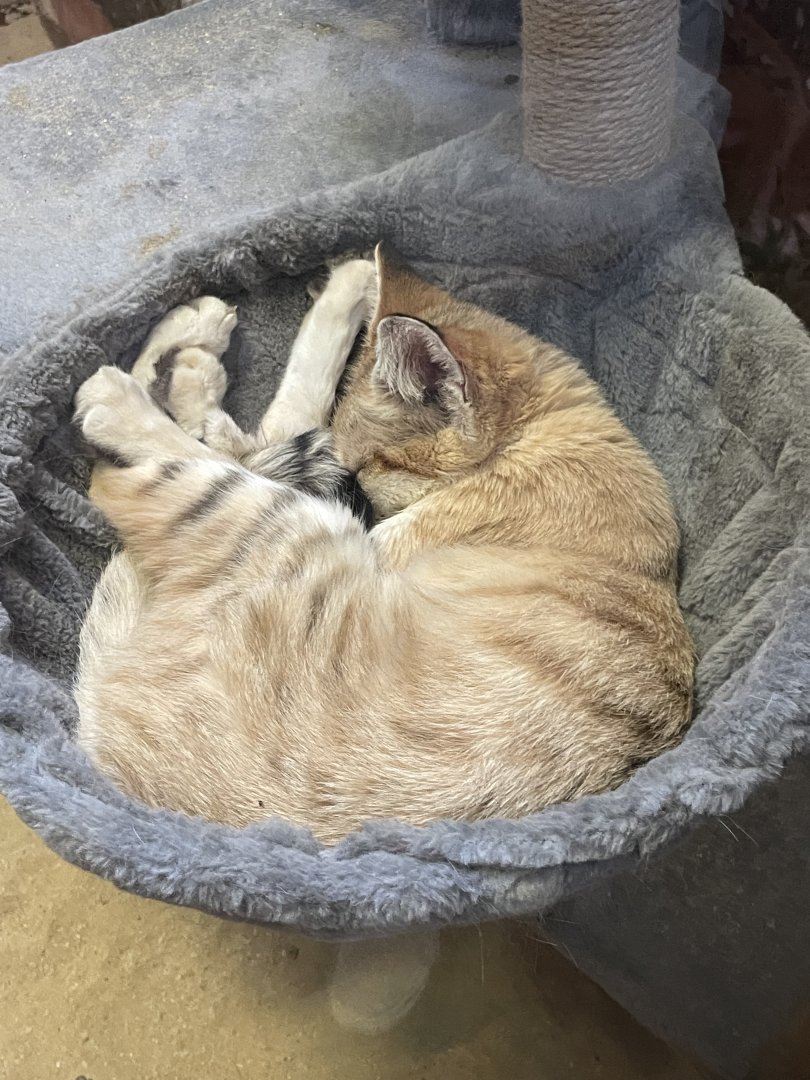 09/14/23 - Sleeping Sand Cat (Felis margarita)