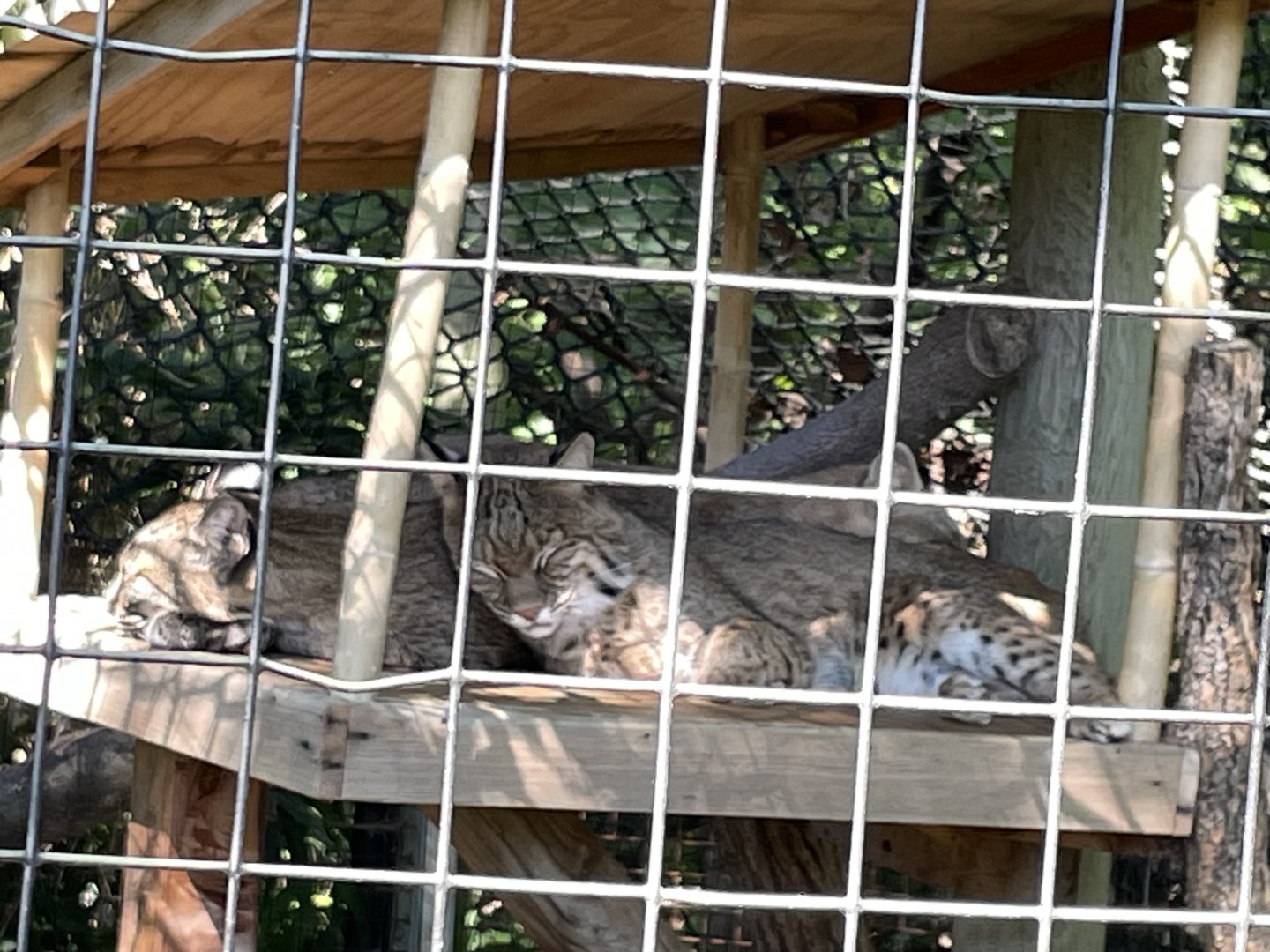 09/14/23 - Sleepy Bobcats (Lynx rufus)