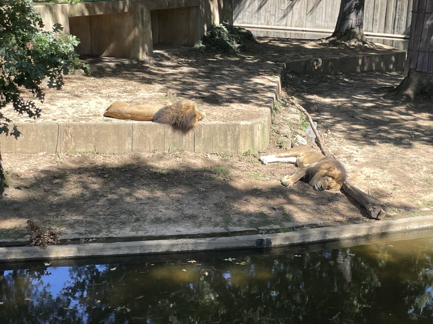 09/14/23 - Sleepy Lions (Panthera leo)