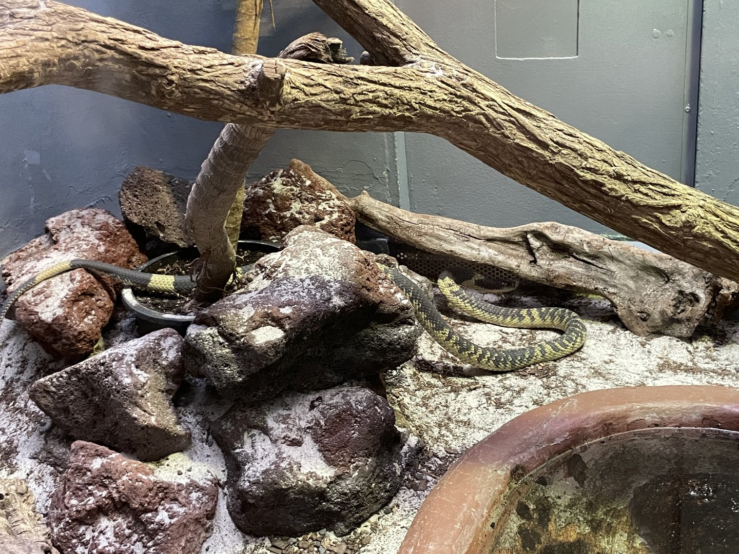 09/14/23 - Snouted Cobra (Naja annulifera)