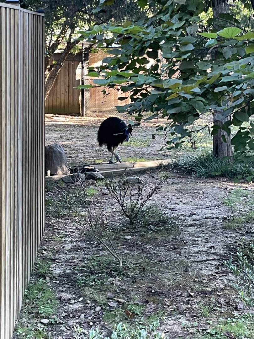 09/14/23 - Southern Cassowary (Casuarius casuarius)