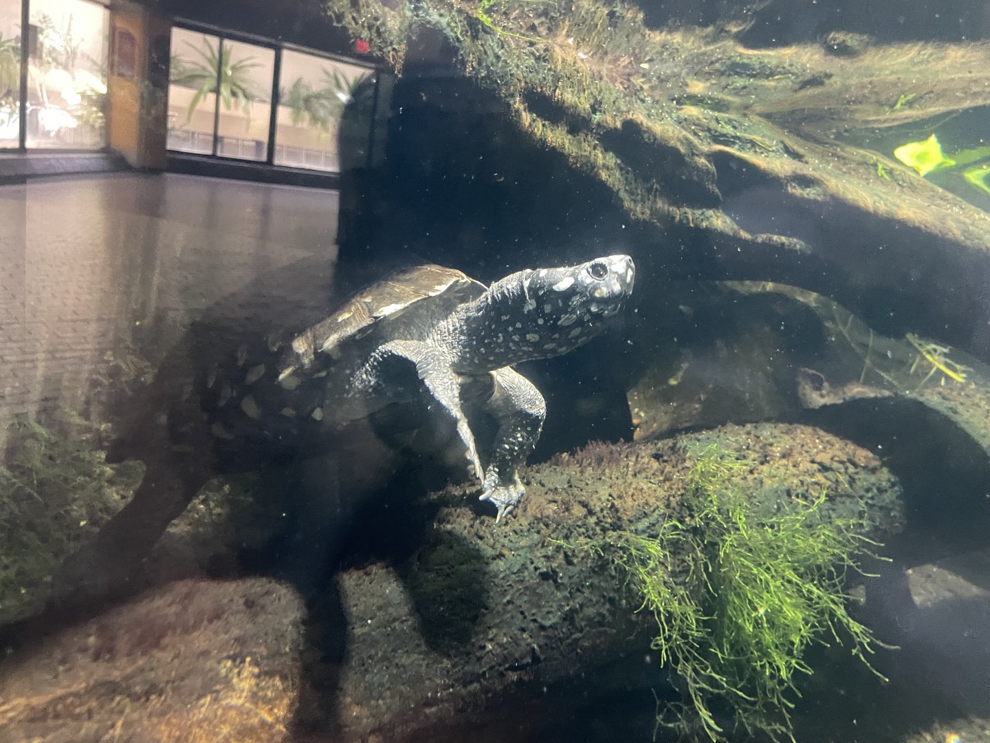 09/14/23 - Spotted Pond Turtle (Geoclemys hamiltonii)