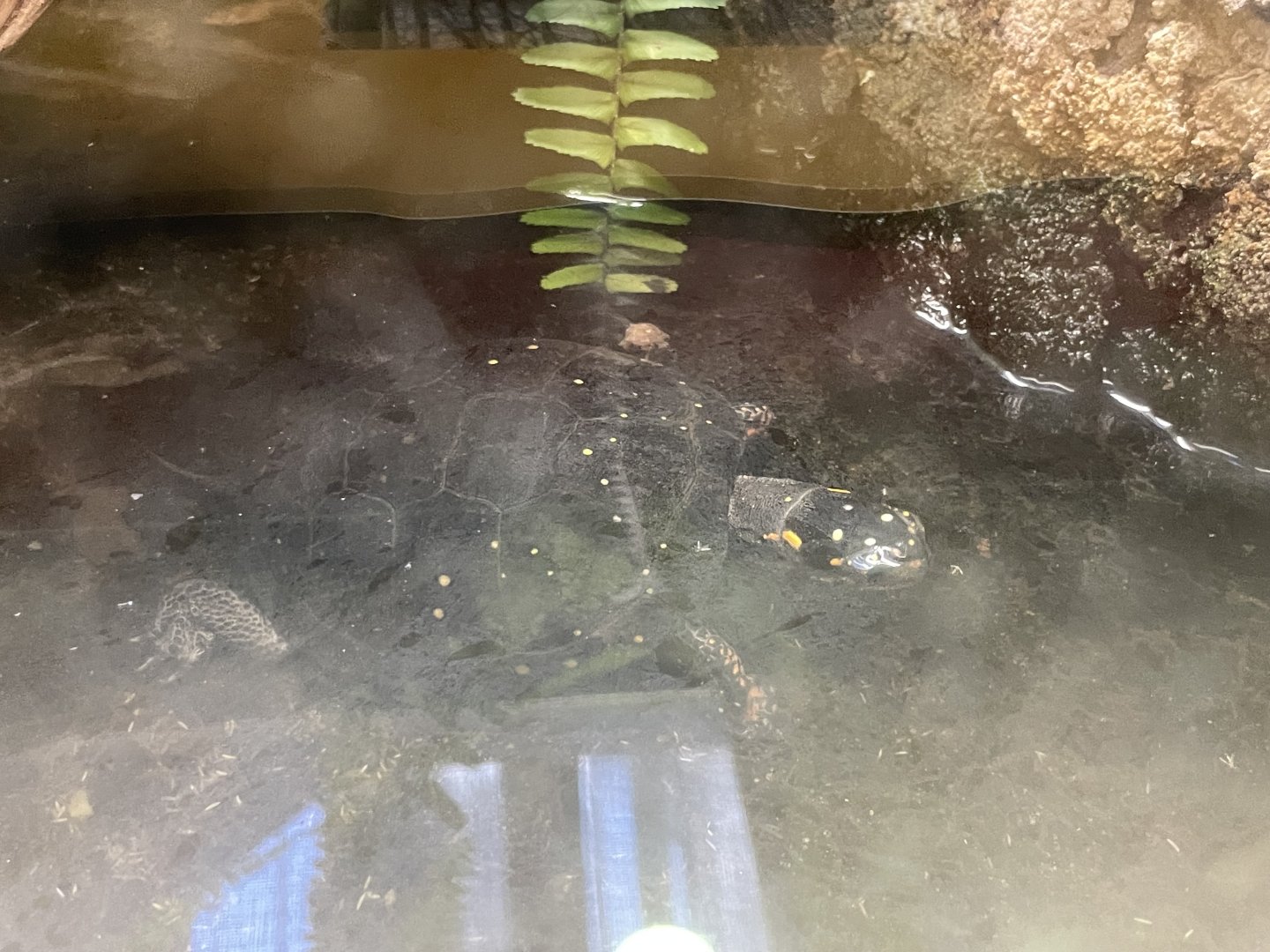 09/14/23 - Spotted Turtle (Clemmys guttata)