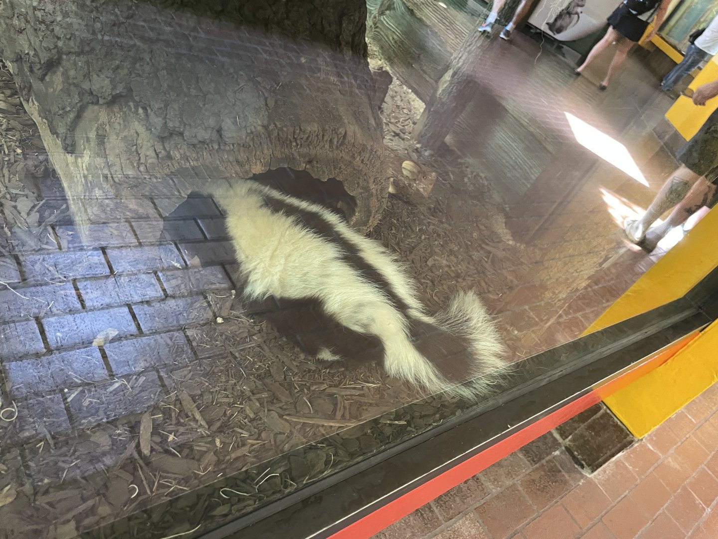 09/14/23 - Striped Skunk (Mephitis mephitis)