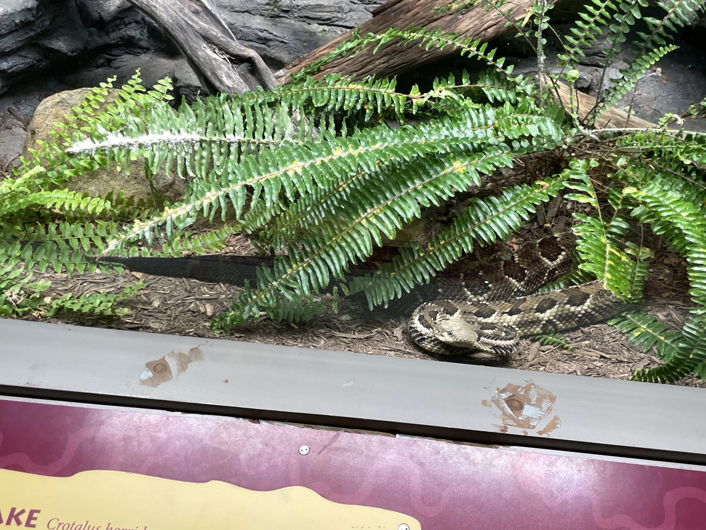 09/14/23 - Timber Rattlesnake (Crotalus horridus)
