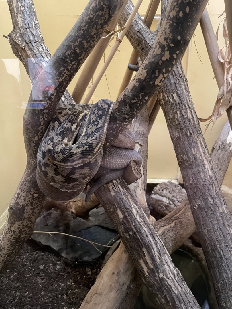 09/14/23 - Timor Python (Malayopython timoriensis)