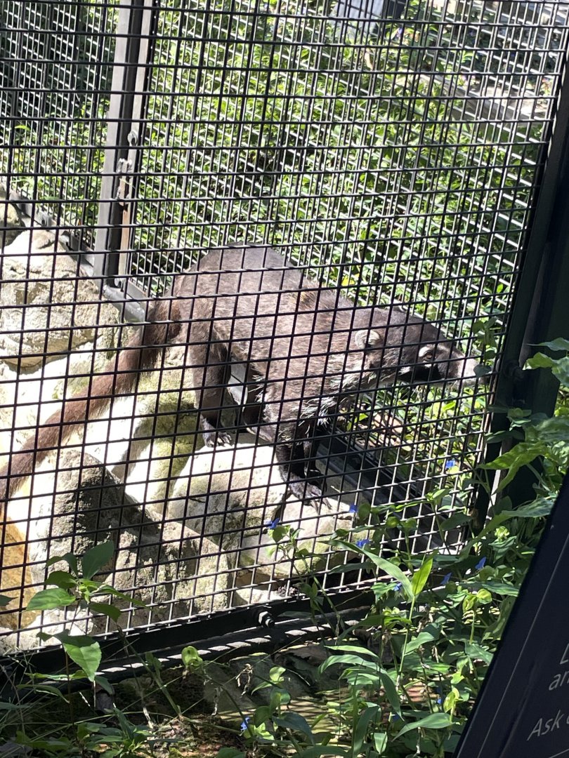09/14/23 - White-Nosed Coati (Nasua narica)
