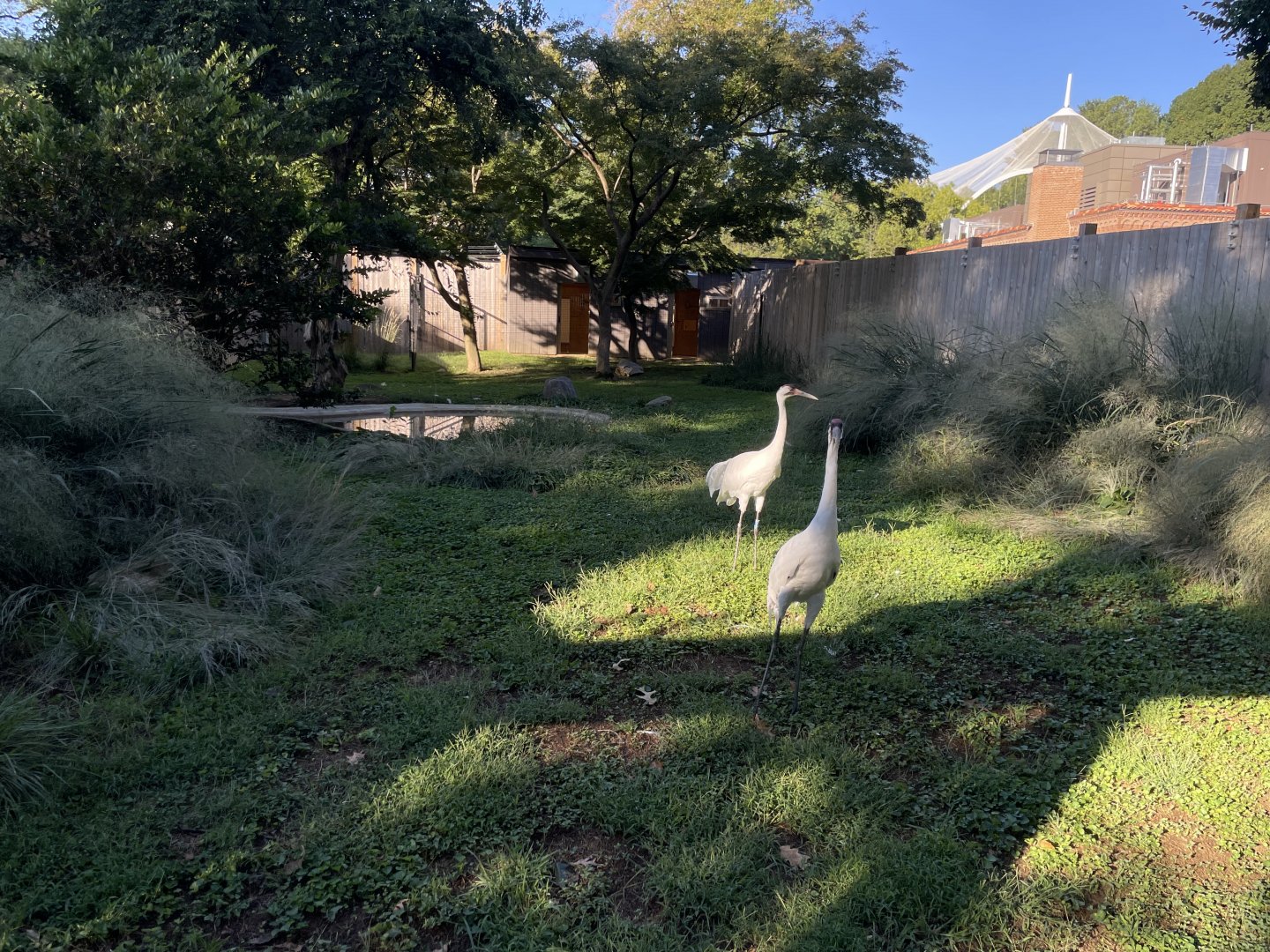 09/14/23 - Whooping Crane (Grus americana)