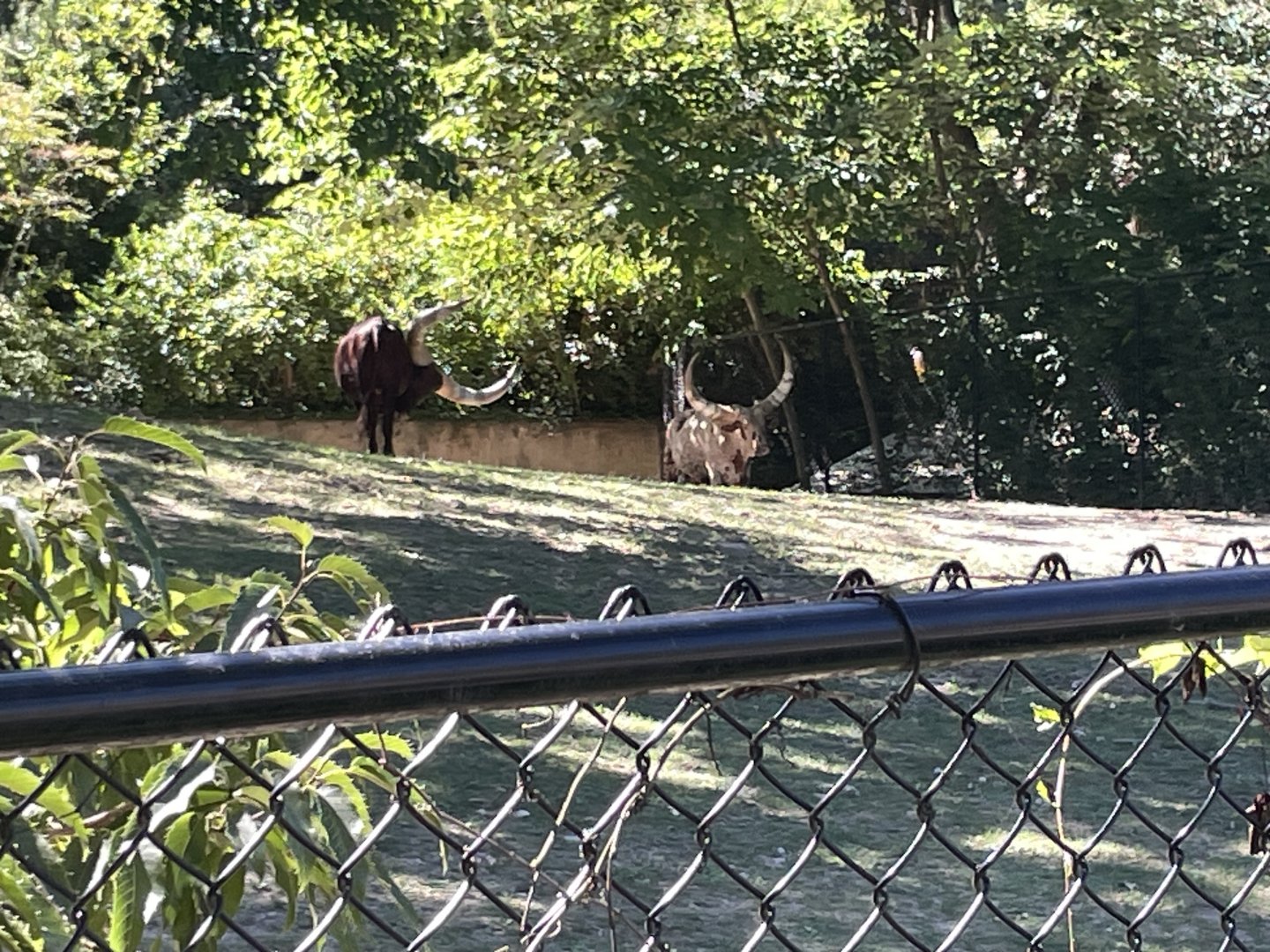 09/15/23 - Ankole-Watusi cattle
