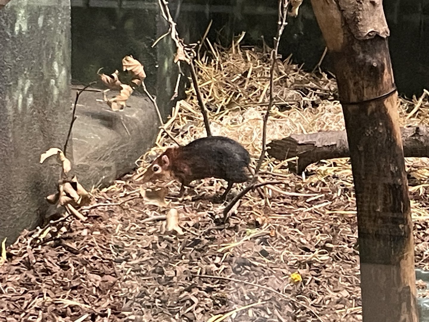 09/15/23 - Black and Rufous Sengi (Rhynchocyon petersi)