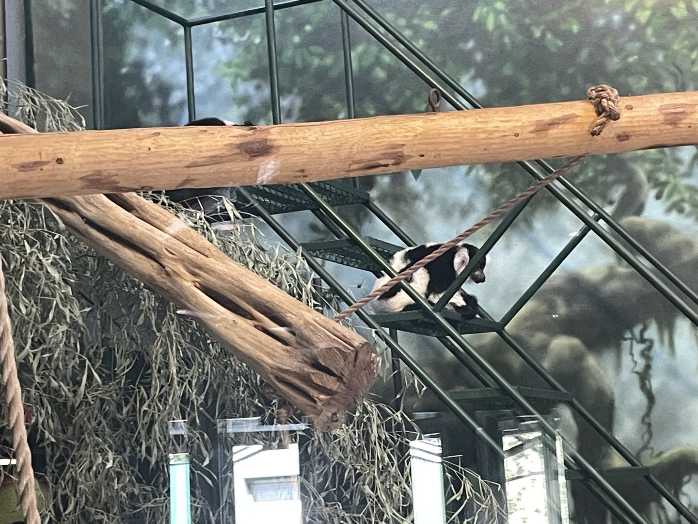 09/15/23 - Black-and-White Ruffed Lemur (Varecia variegata)