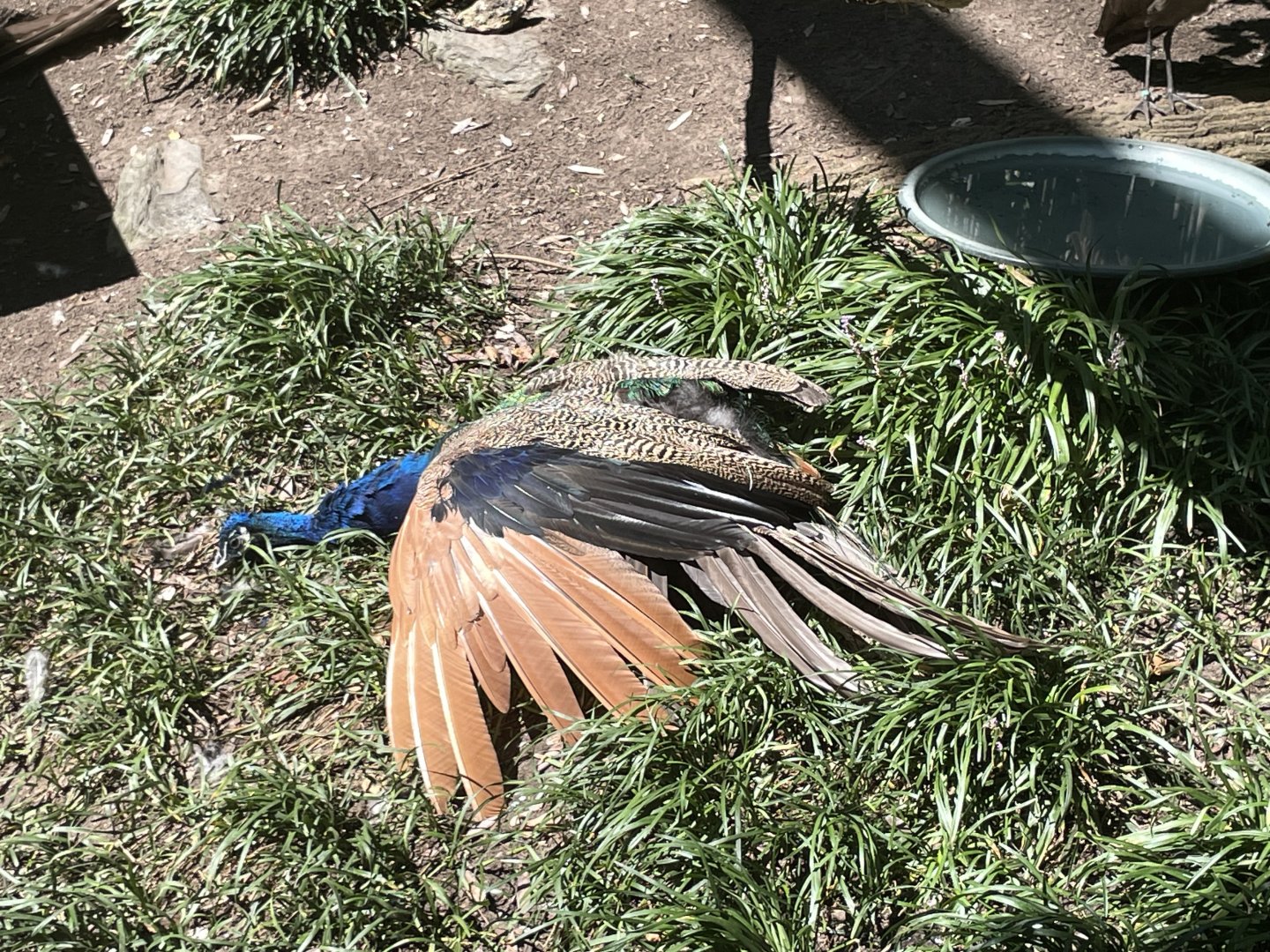 09/15/23 - Common Peafowl (Pavo cristatus) sunbathing