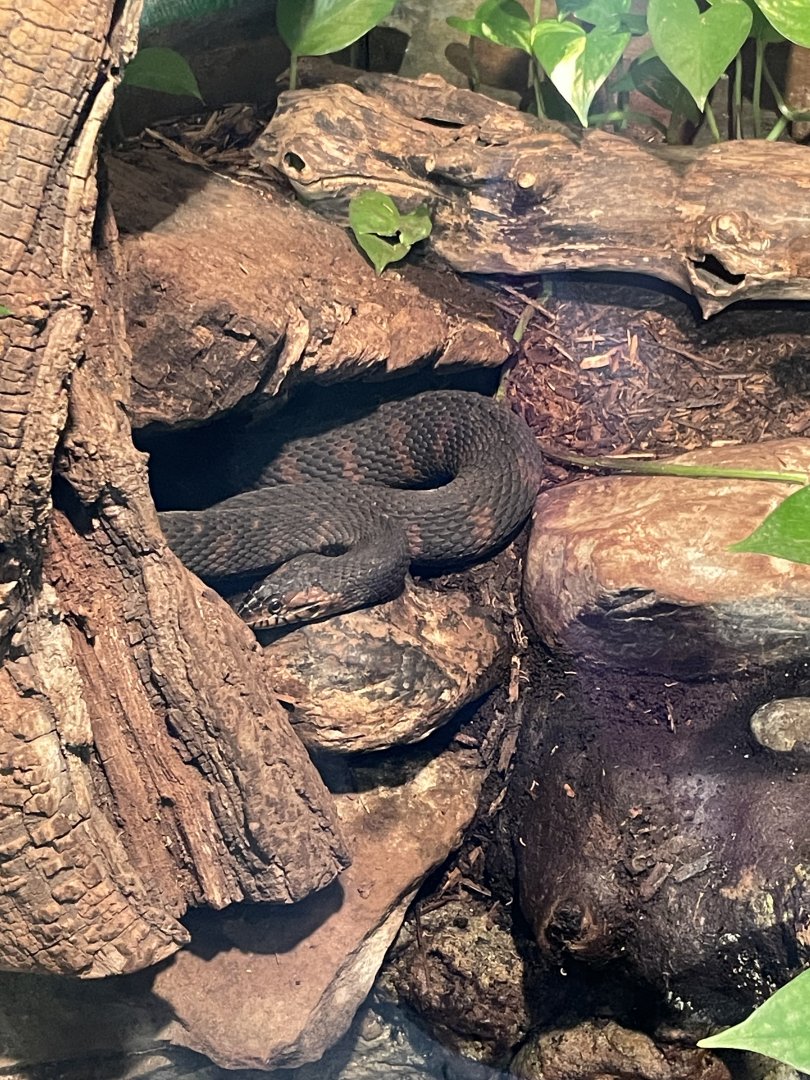 09/15/23 - Common Watersnake (Nerodia sipedon)