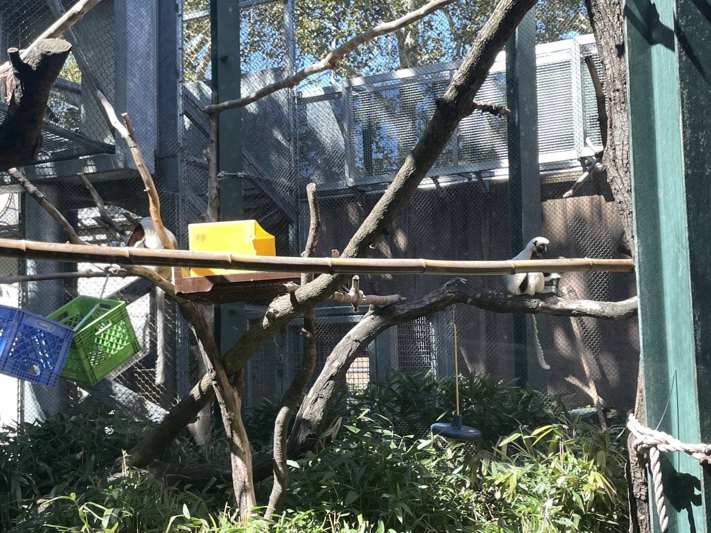 09/15/23 - Coquerel's Sifaka (Propithecus coquereli)