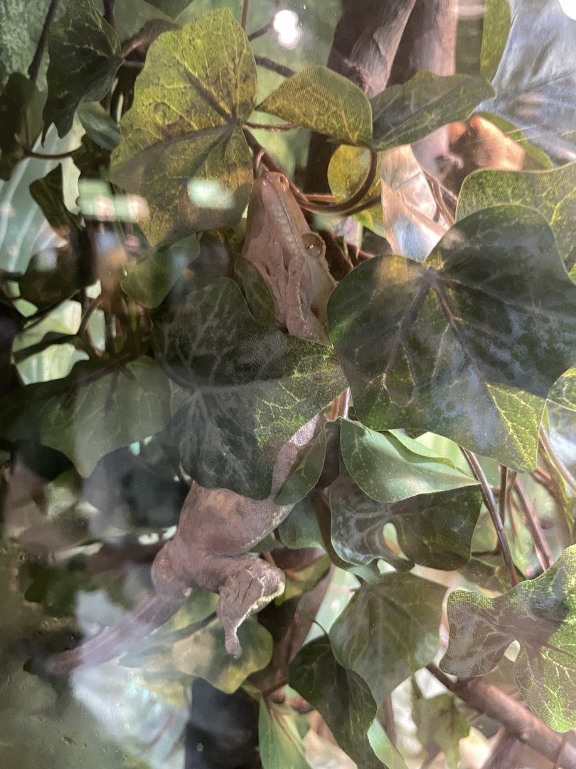 09/15/23 - Crested Gecko (Correlophus ciliatus)