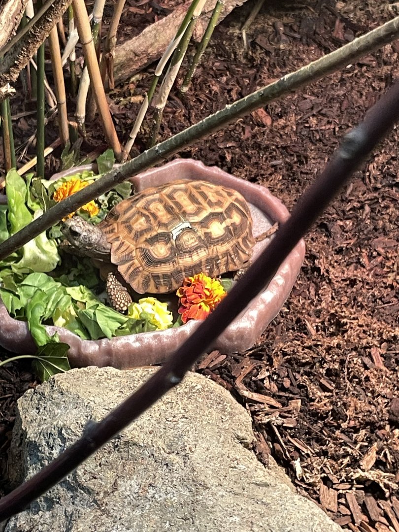 09/15/23 - Flat-Backed Spider Tortoise (Pyxis planicauda)