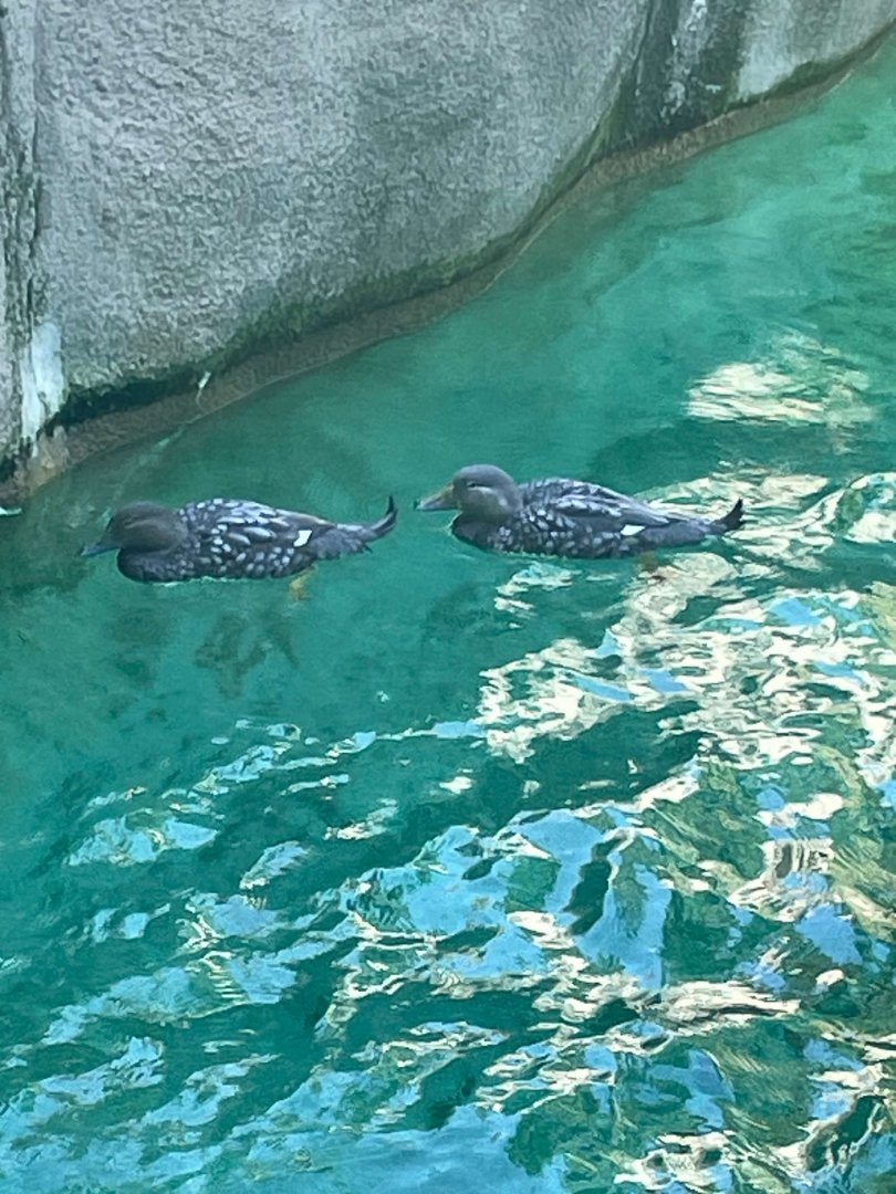 09/15/23 - Flying Steamer Duck (Tachyeres patachonicus)