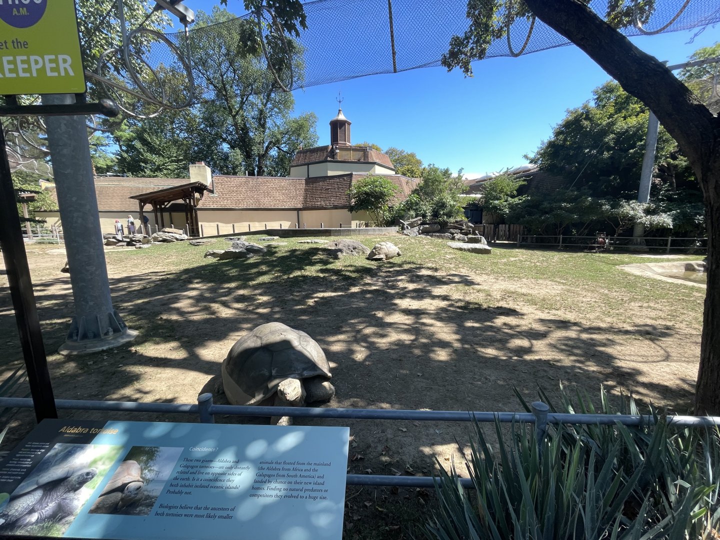 09/15/23 - Galapagos (Chelonoidis niger) and Aldabra Tortoise (Aldabrachelys gigantea) Enclosure