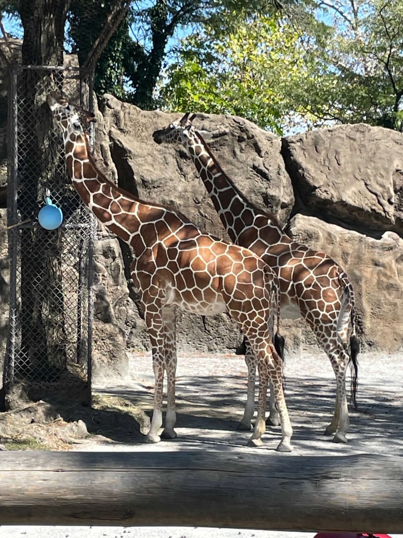 09/15/23 - Giraffes (Giraffa camelopardalis)
