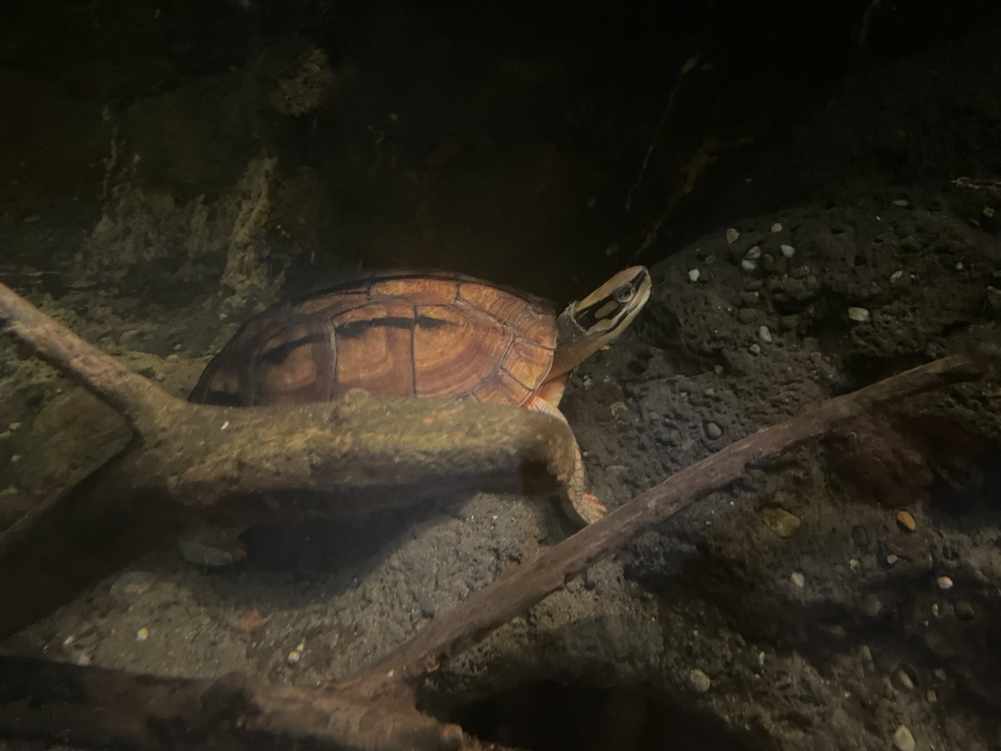 09/15/23 - Golden Coin Turtle (Cuora trifasciata)