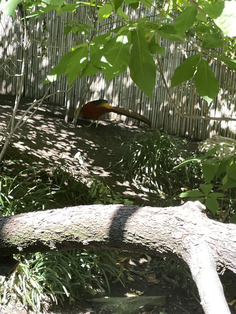 09/15/23 - Golden Pheasant (Chrysolophus pictus)