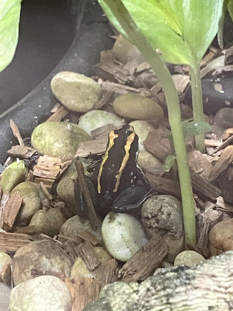 09/15/23 - Golfodulcean Poison Dart Frog (Phyllobates vittatus)