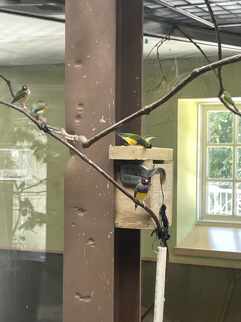 09/15/23 - Gouldian Finches (Chloebia gouldiae)