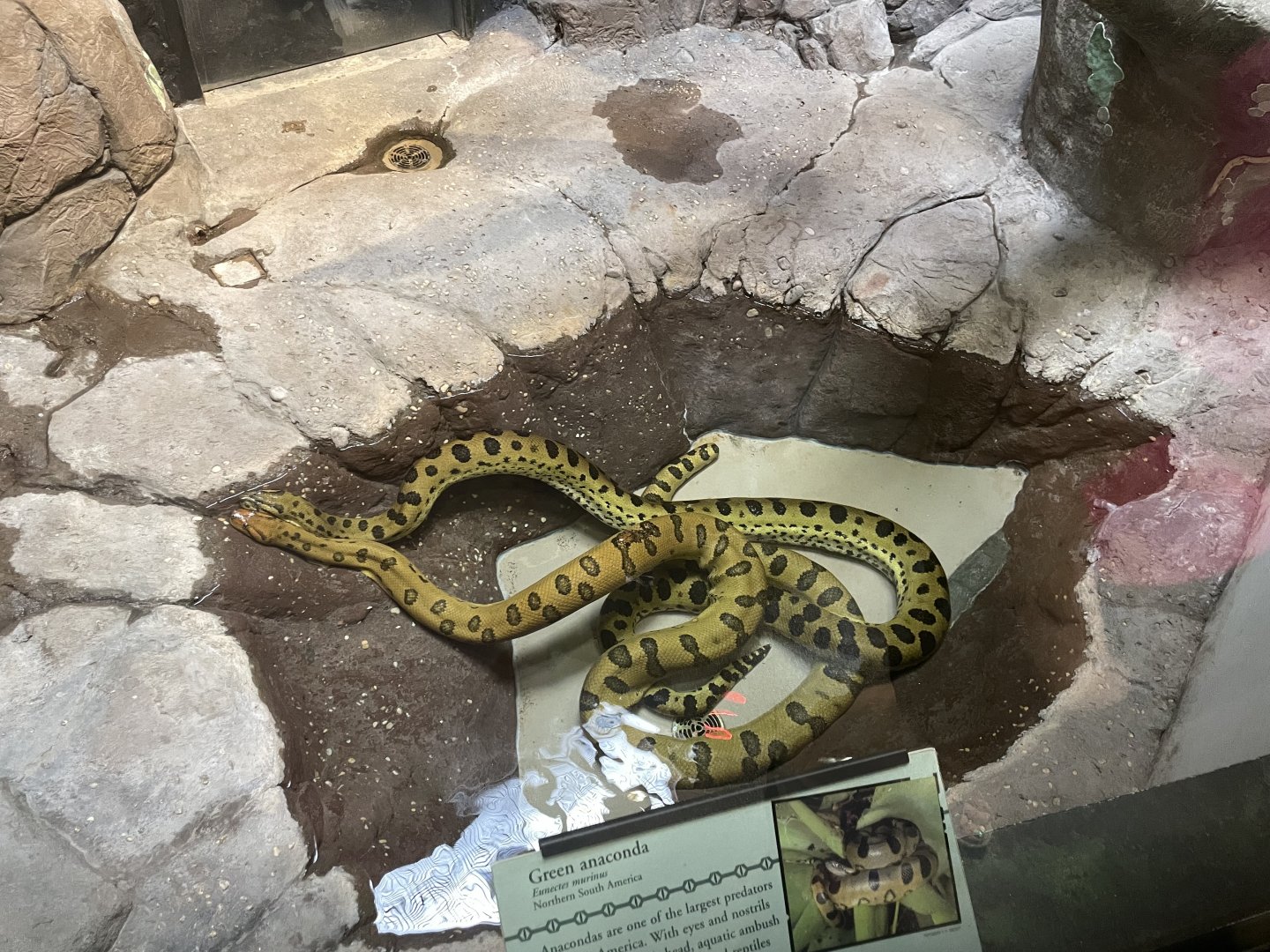 09/15/23 - Green Anacondas (Eunectes murinus)
