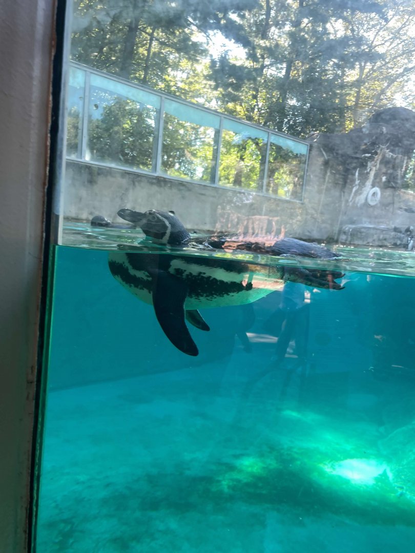 09/15/23 - Humboldt Penguin (Spheniscus humboldti)