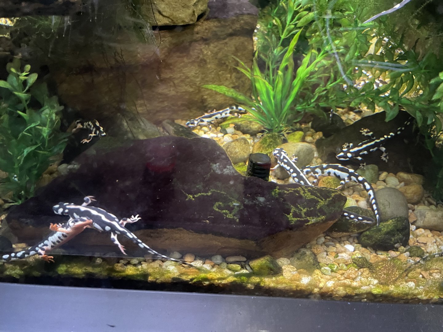 09/15/23 - Kaiser's Spotted Newt (Neurergus kaiseri)