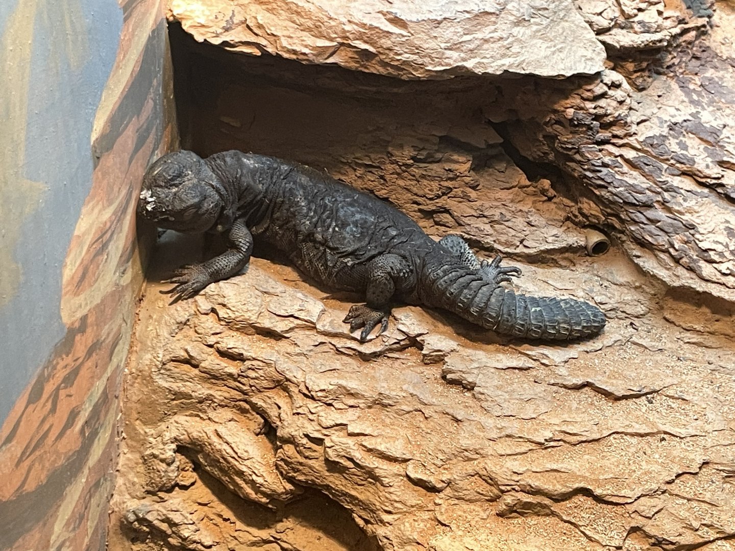 09/15/23 - Mali Uromastyx (Uromastyx dispar maliensis)