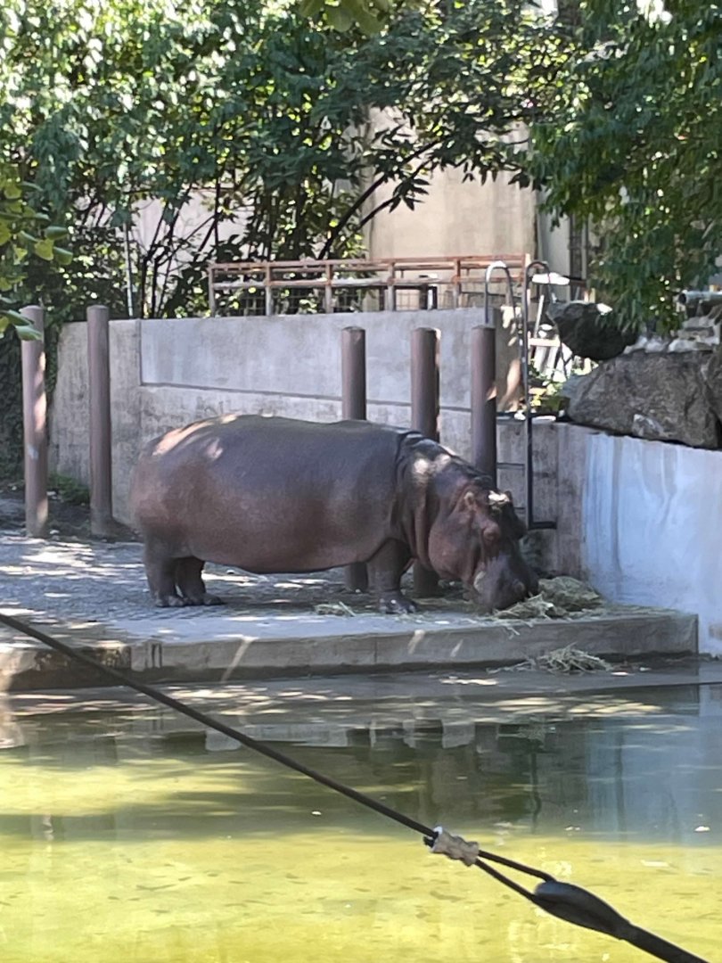 09/15/23 - Nile Hippopotamus (Hippopotamus amphibius)