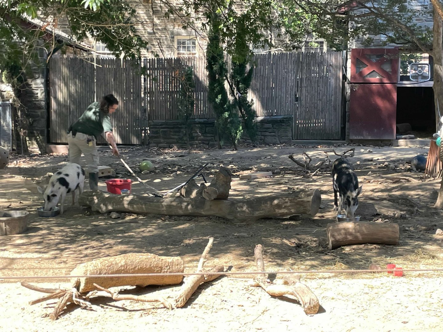 09/15/23 - Ossabaw Island Hogs