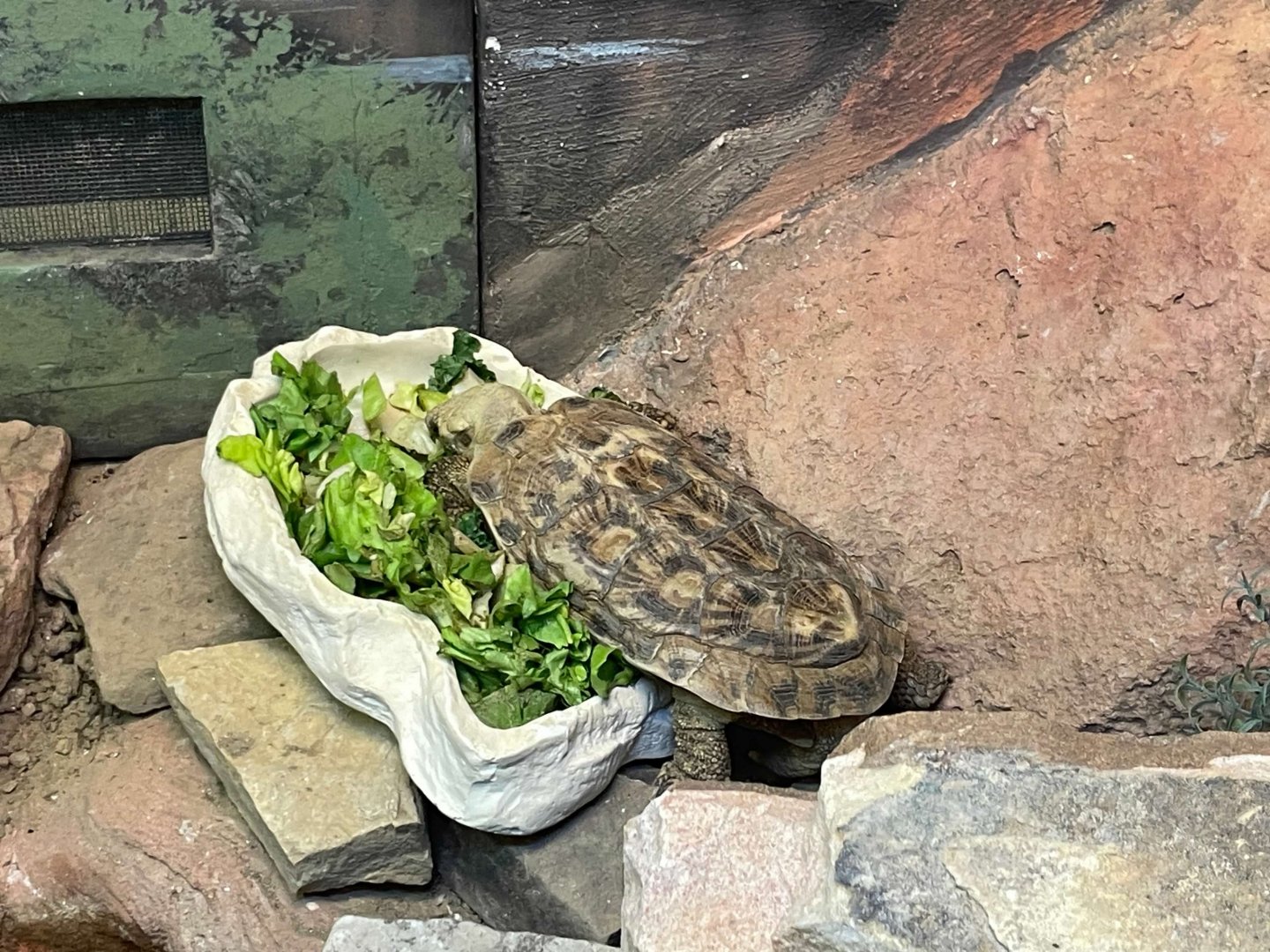 09/15/23 - Pancake Tortoise (Malacochersus tornieri)