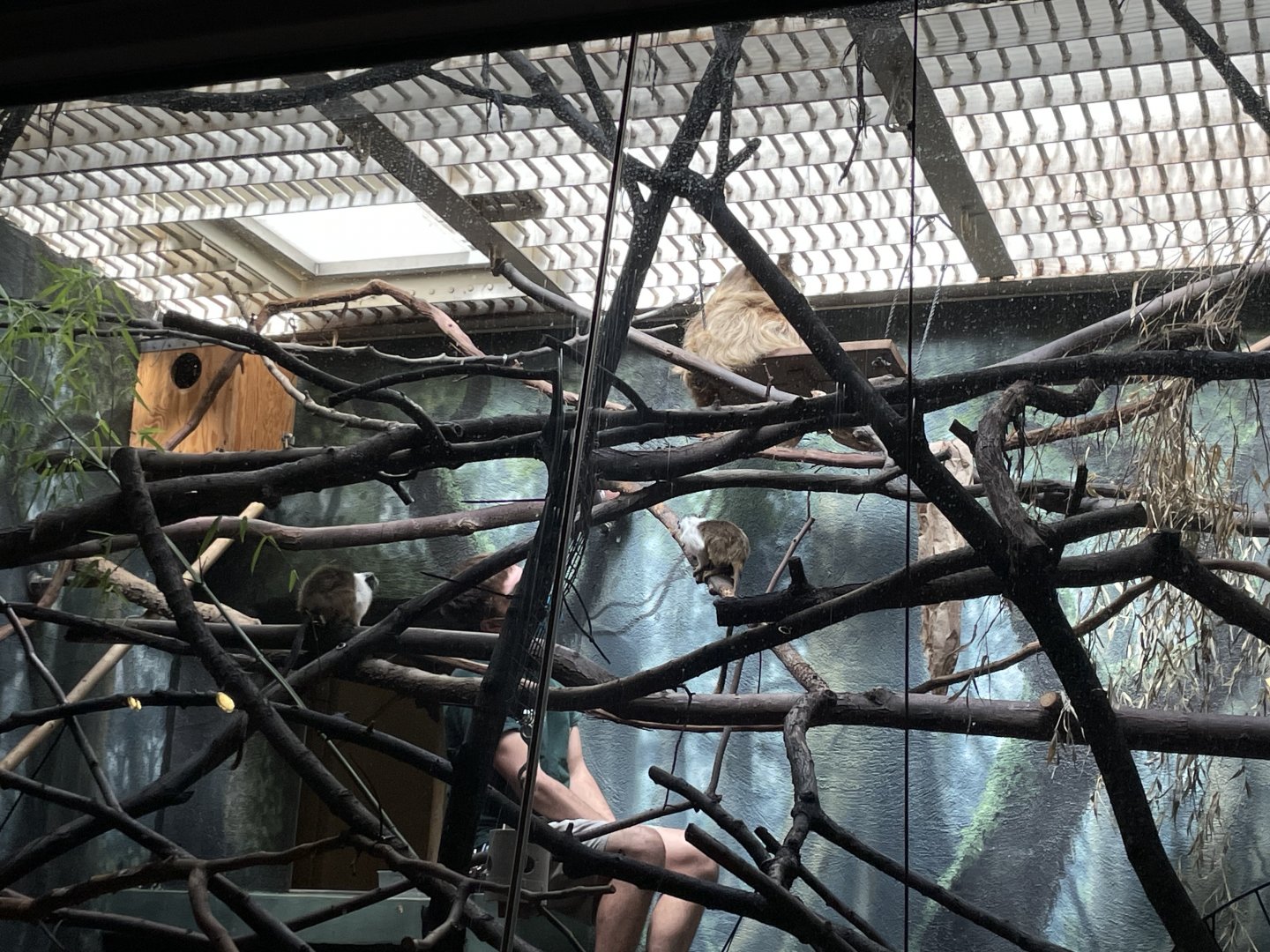 09/15/23 - Pied Tamarins (Saguinus bicolor) and Hoffmann's Two-Toed Sloth (Choloepus hoffmanni)