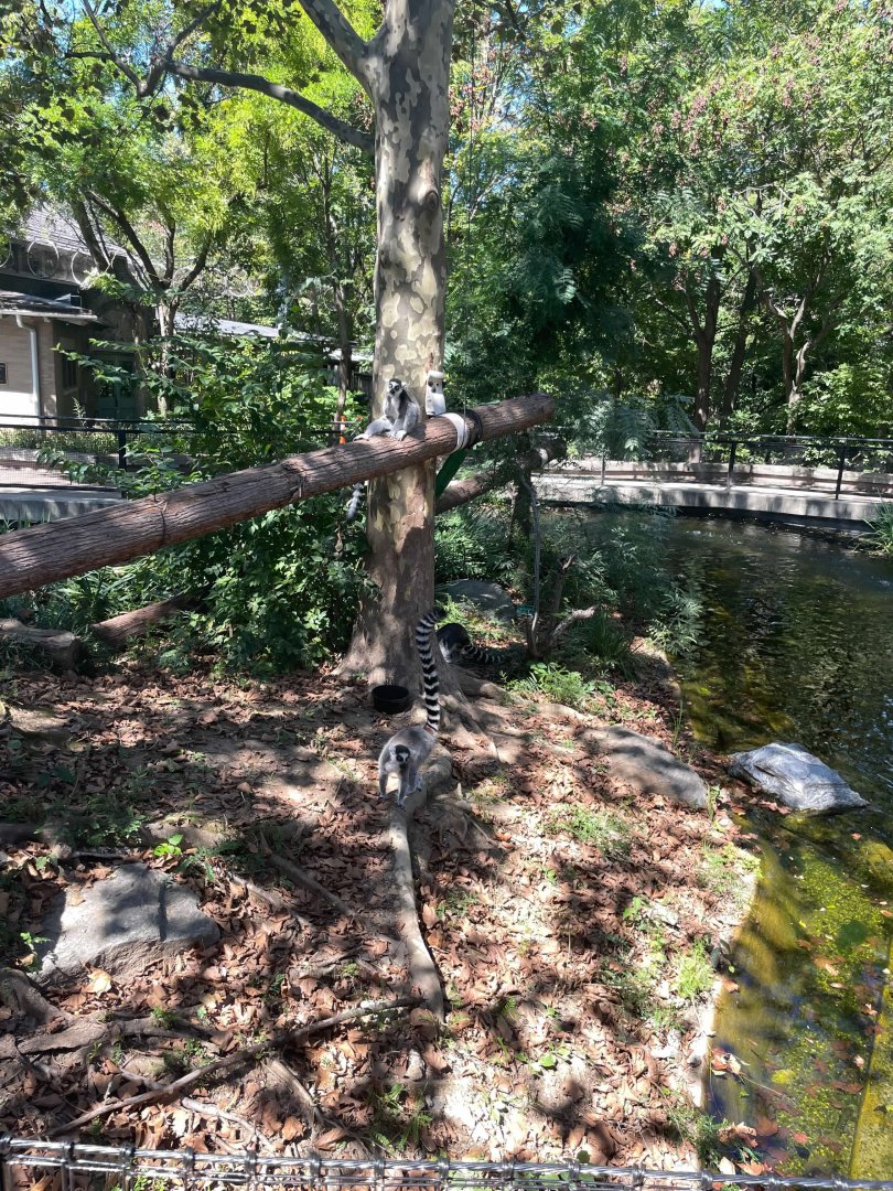 09/15/23 - Ring-Tailed Lemur (Lemur catta)