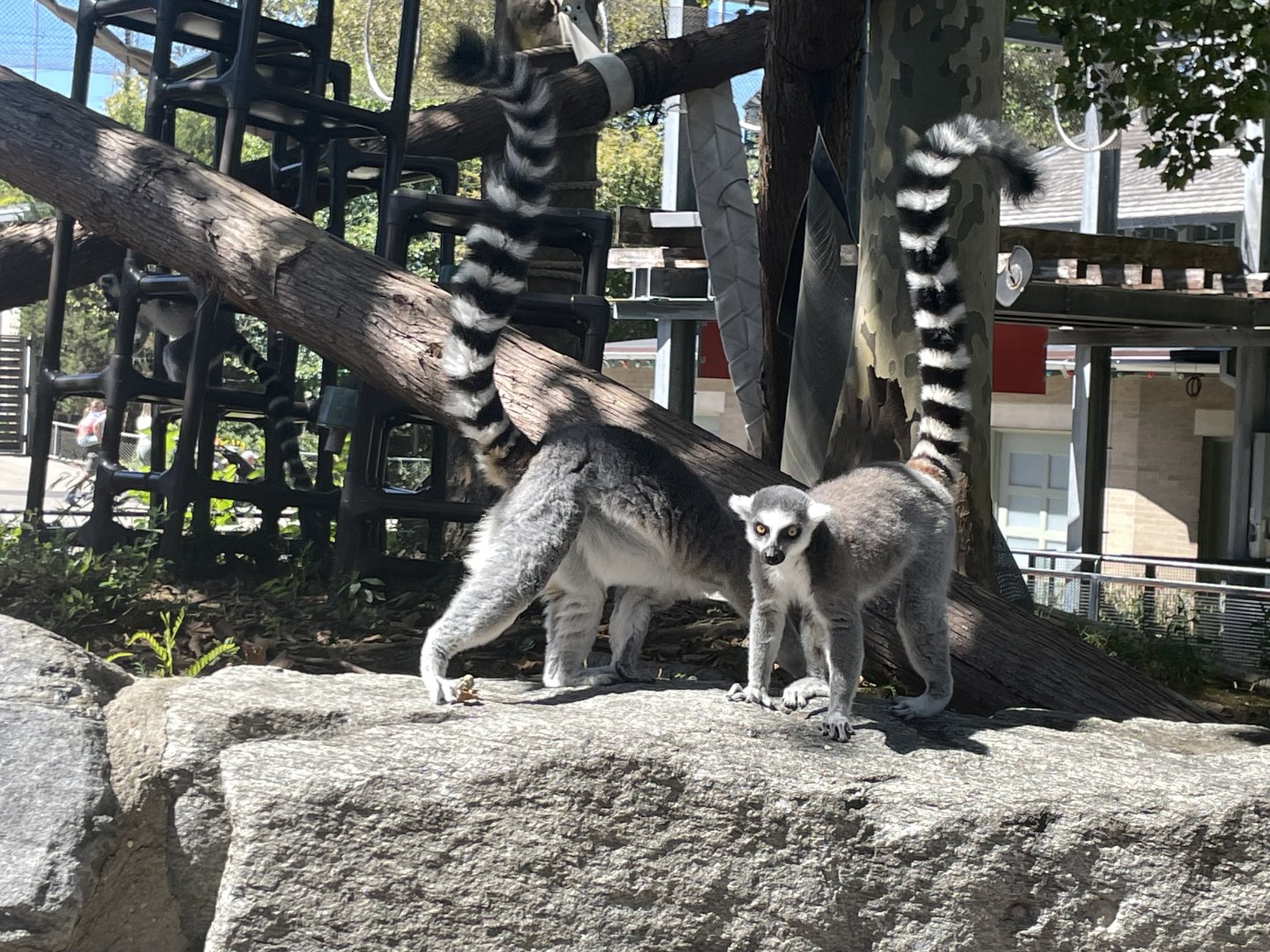 09/15/23 - Ring-Tailed Lemur (Lemur catta)