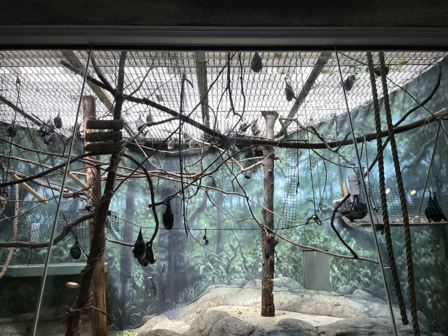 09/15/23 - Rodrigues Fruit Bats (Pteropus rodricensis)