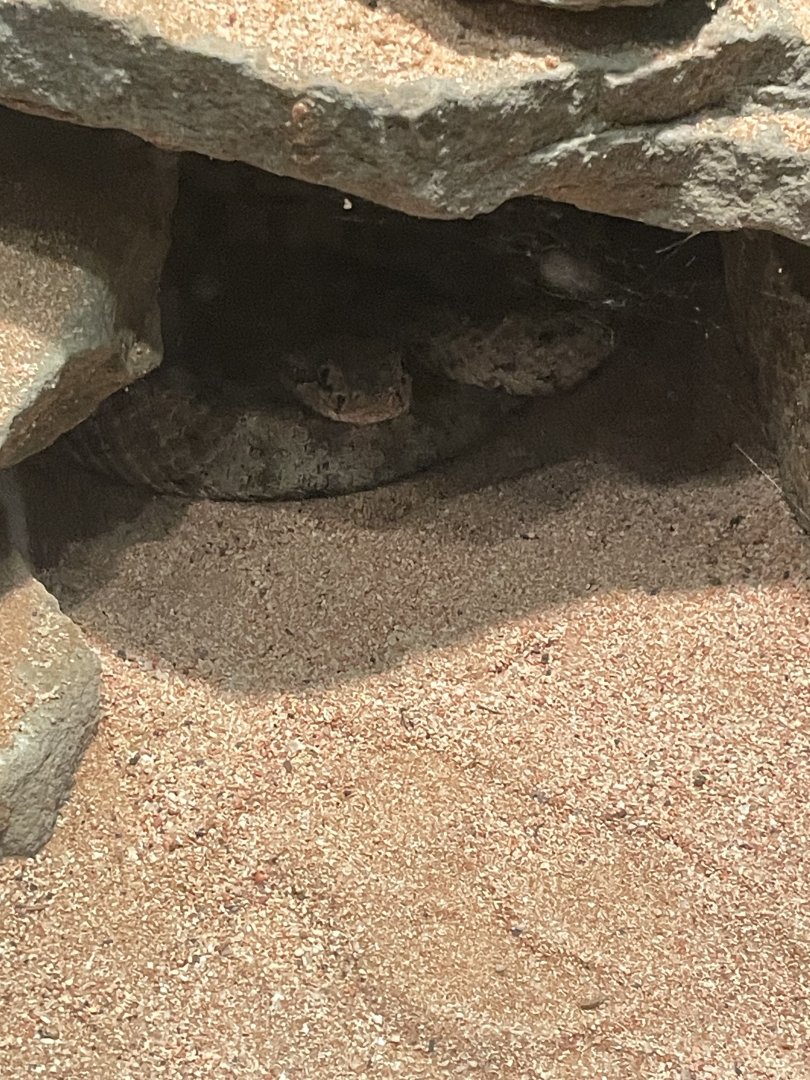 09/15/23 - Sidewinder (Crotalus cerastes)