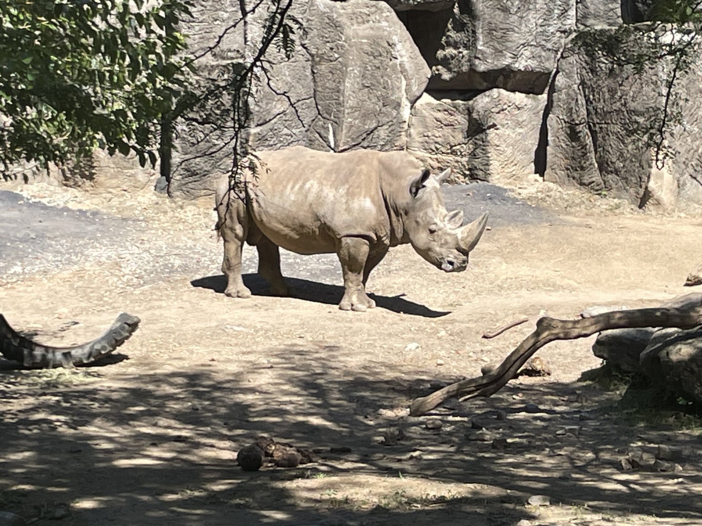 09/15/23 - Southern White Rhinoceros (Ceratotherium simum simum)
