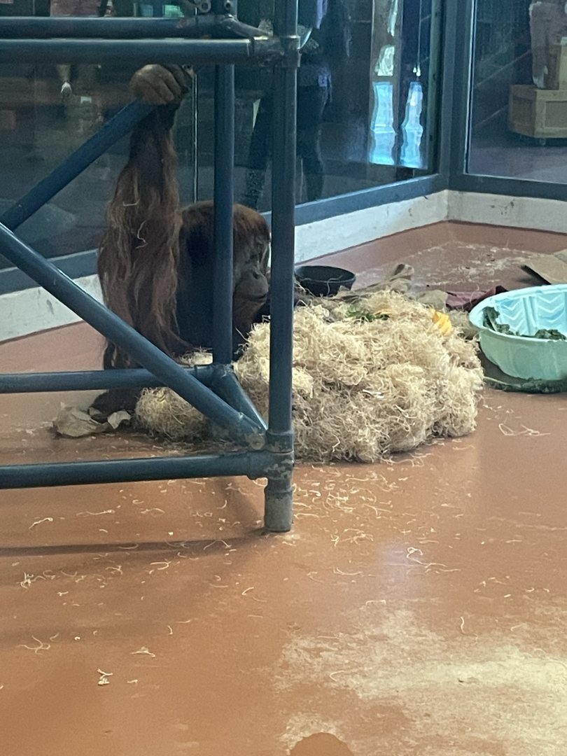 09/15/23 - Sumatran Orangutan (Pongo abelii)