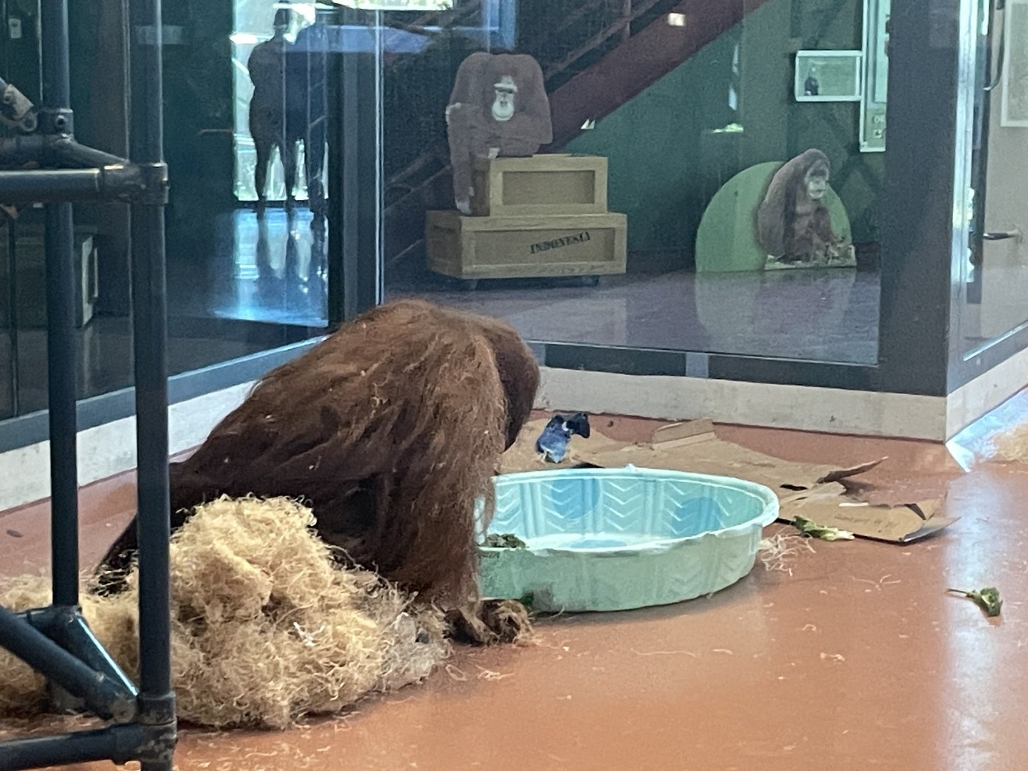 09/15/23 - Sumatran Orangutan (Pongo abelii)