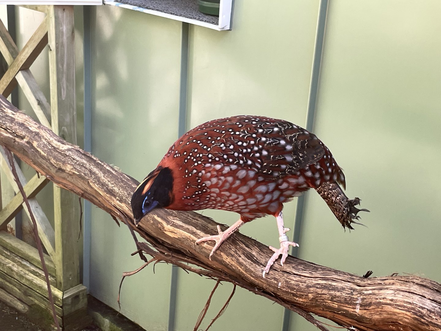 09/15/23 - Temminck's Tragopan (Tragopan temminckii)