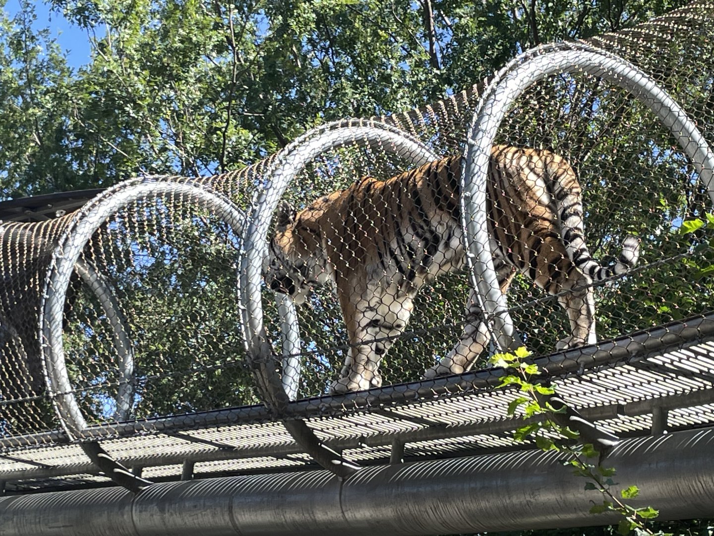 09/15/23 - Tiger (Panthera tigris) using Zoo360