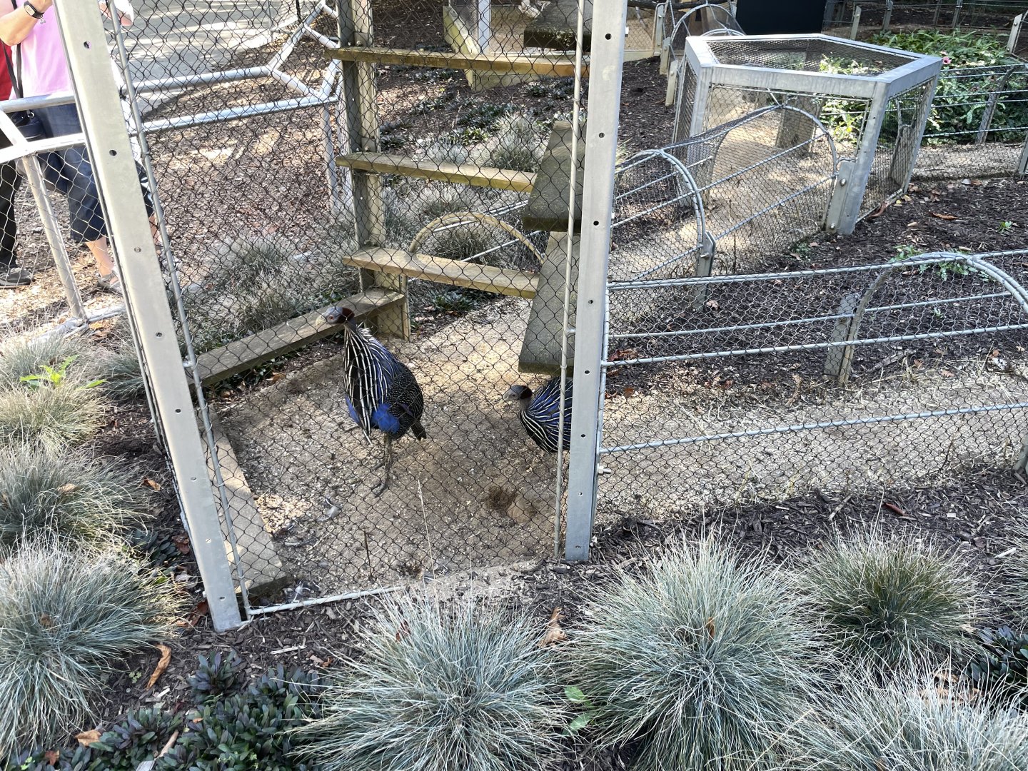 09/15/23 - Vulturine Guineafowl (Acryllium vulturinum)