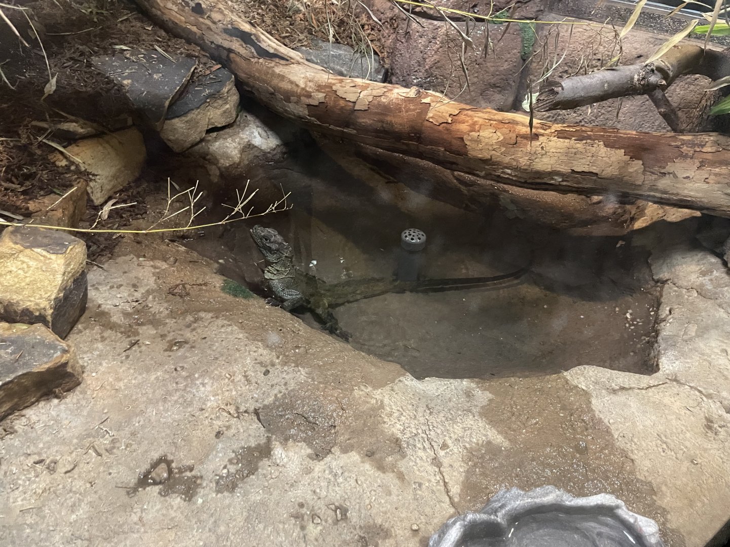 09/15/23 - Weber's Sailfin Lizard (Hydrosaurus weberi)